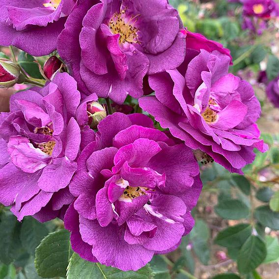 Rose 'Rhapsody in Blue' (Floribunda Rose)