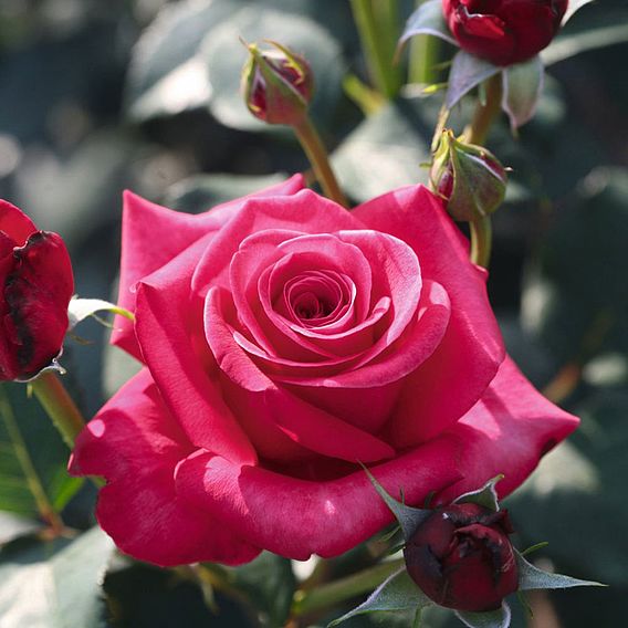 Rose Plant - Timeless Charisma