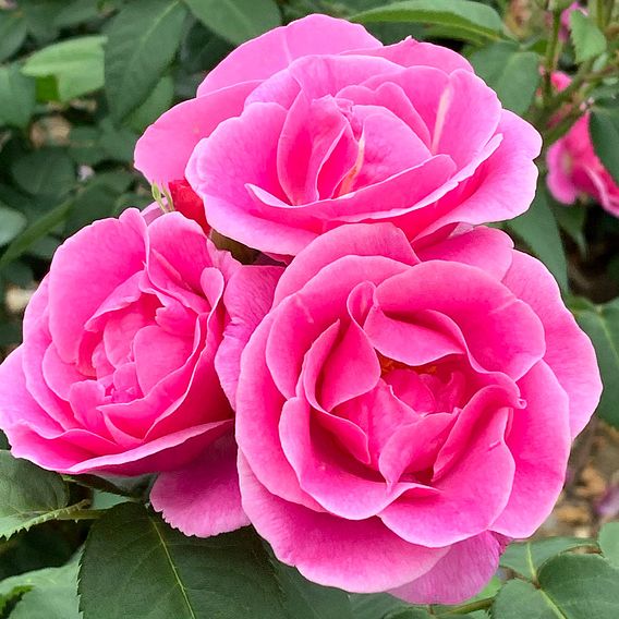 Rose 'Mum in a Million' (Hybrid Tea Rose)