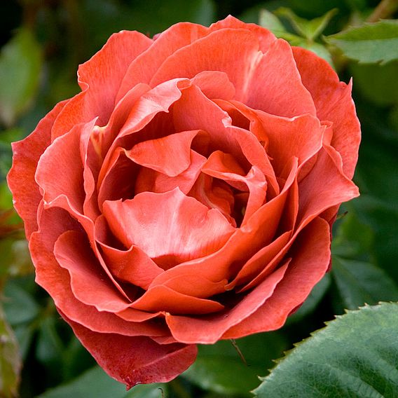 Rose 'Hot Chocolate' (Floribunda Rose)