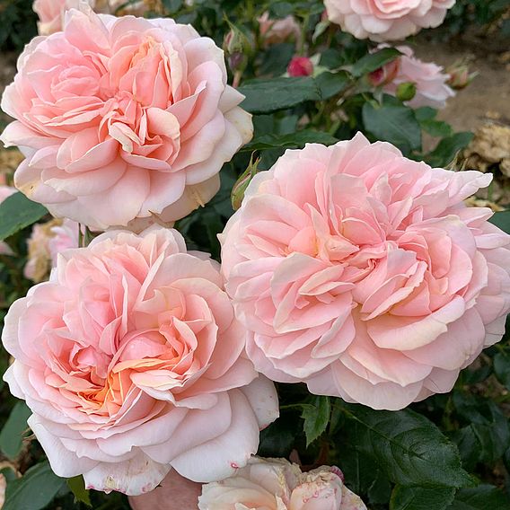 Rose 'Joie de Vivre' (Floribunda Rose)