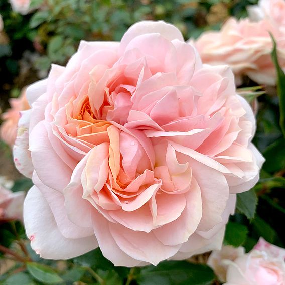 Rose Plant - Joie de Vivre