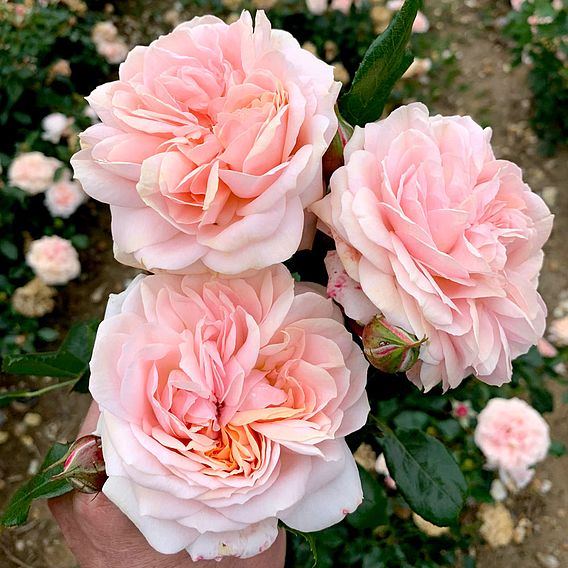 Rose 'Joie de Vivre' (Floribunda Rose)