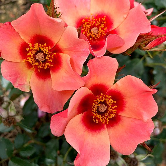 Rose 'For Your Eyes Only' (Floribunda Rose)