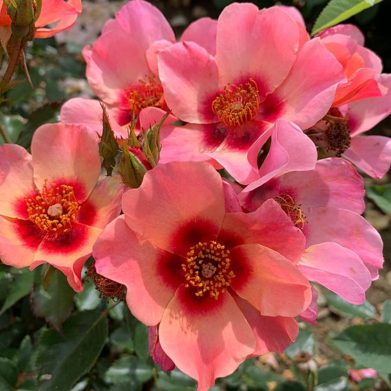 Rose 'For Your Eyes Only' (Floribunda Rose)