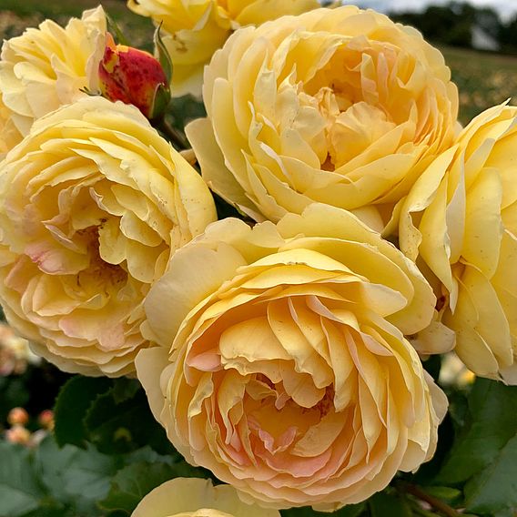 Rose 'Belle du Jour'