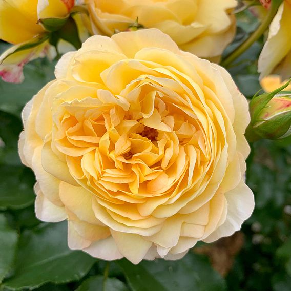 Rose 'Belle du Jour'