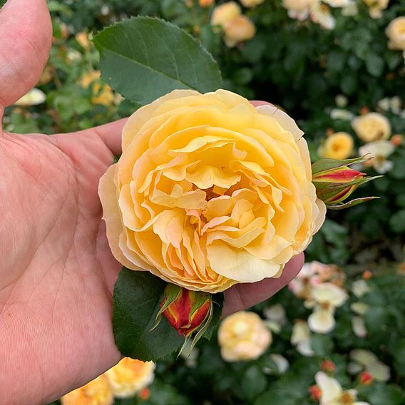 Rose Plant - Belle de Jour