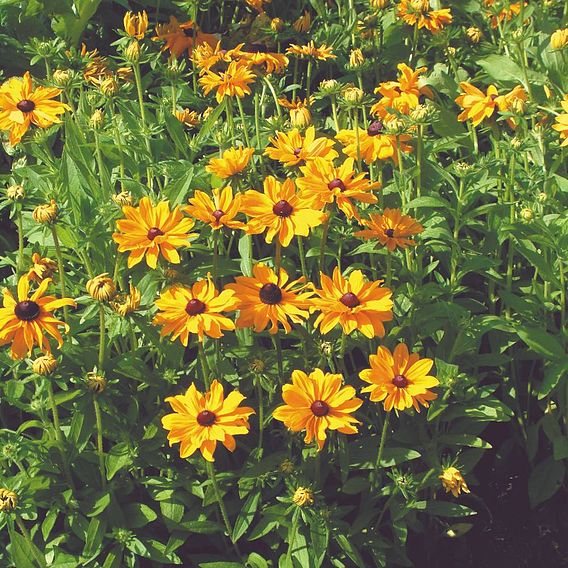 Rudbeckia Seeds - Marmalade