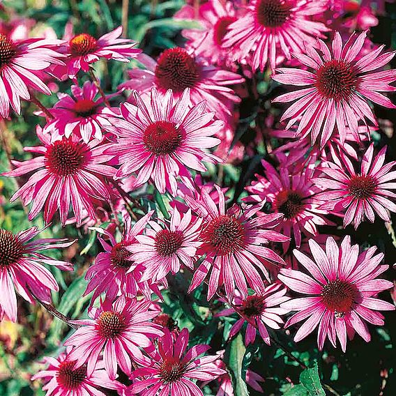 Echinacea purpurea 'Brilliant Star' - Seeds