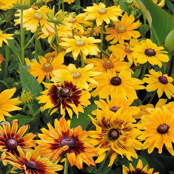 Prairie 'Rudbeckia Mix' - Seeds