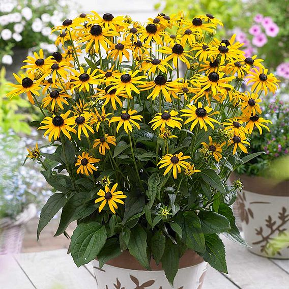 Rudbeckia fulgida 'Little Goldstar'