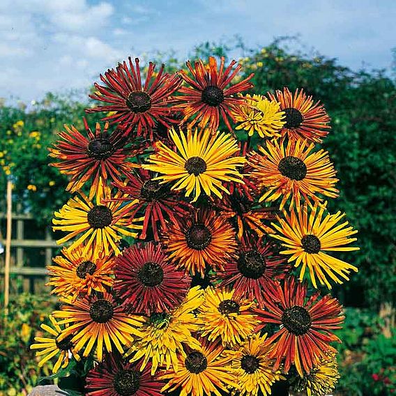 Rudbeckia 'Chim Chiminee' - Seeds