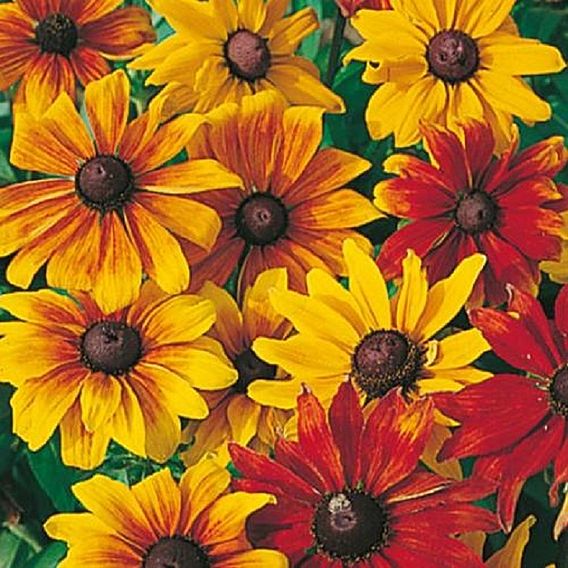 Rudbeckia 'Rustic Dwarf Mix' - Predator Seeds