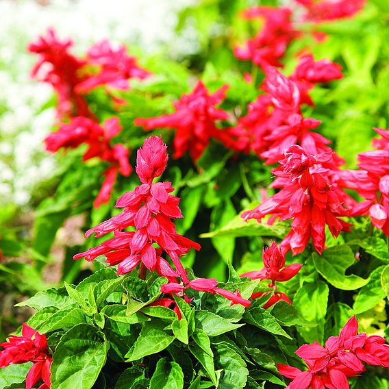 Salvia splendens Seeds - Blaze of Fire