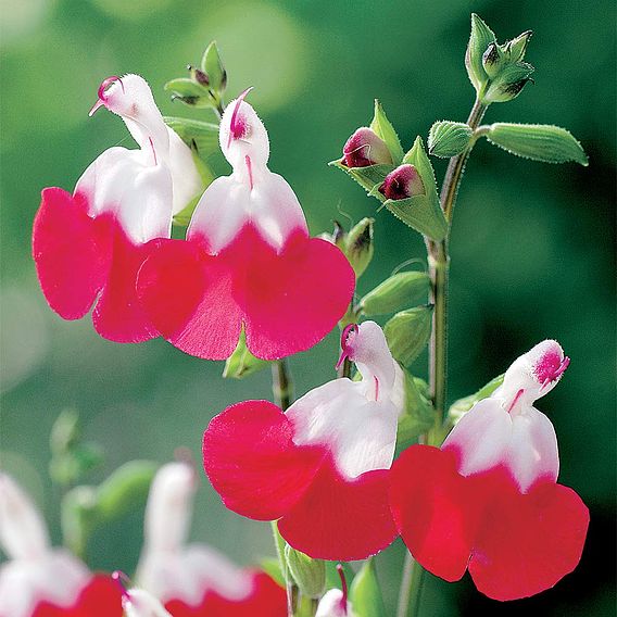 Salvia 'Hot Lips'