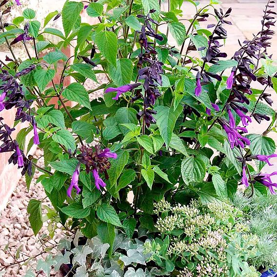 Salvia 'Amistad'