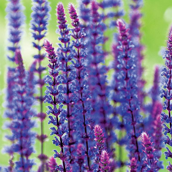 Salvia nemorosa 'Caradonna'