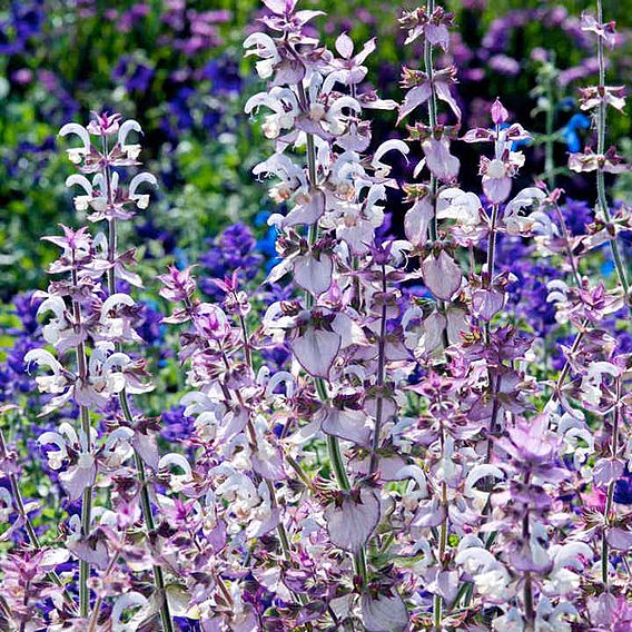 Salvia sclarea 'Euphoria' - Seeds