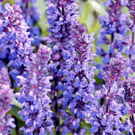 Salvia nemorosa 'New Dimensions Mix'