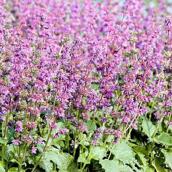 Salvia Seeds - Purple Fairy Tale