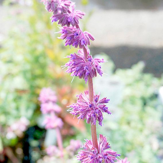 Salvia Seeds - Purple Fairy Tale