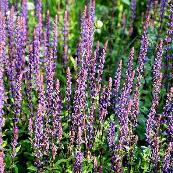 Salvia nemorosa 'Caradonna'