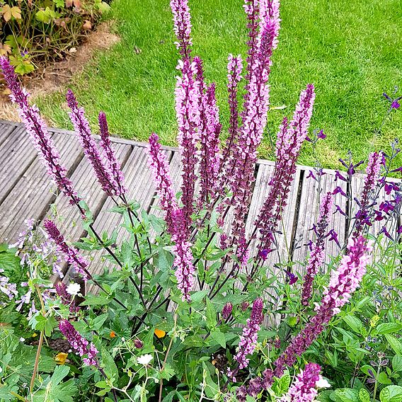 Salvia nemorosa 'Caradonna Pink Inspiration'