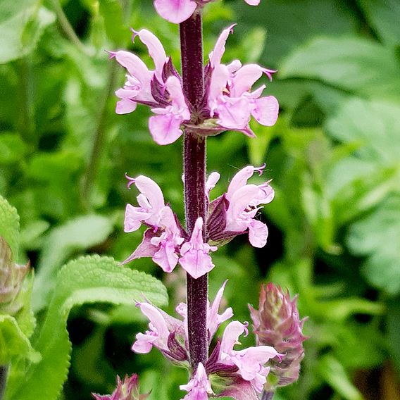 Salvia nemorosa 'Caradonna Pink Inspiration'