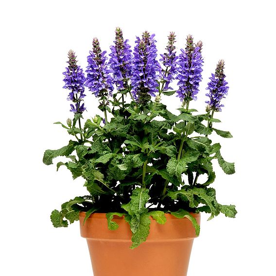 Salvia nemorosa 'Blue Marvel'