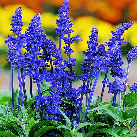 Salvia farinacea Seeds - Victoria