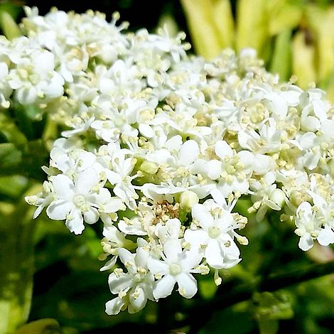 Sambucus nigra 'Golden Tower'