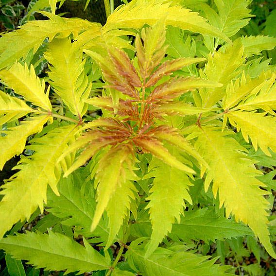 Golden Elderberry (Hedging)