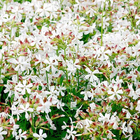 Soapwort Seeds - Graciella White