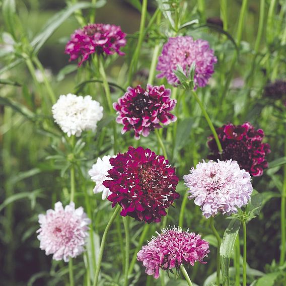 Scabiosa 'Pincushion Mix' - Seeds