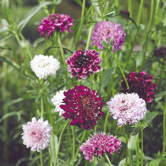 Scabious Seeds - Pincushion Mix