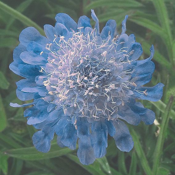 Scabiosa japonica 'Ritz Blue' - Seeds