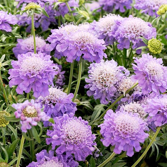 Scabiosa 'Blue Note' - Seeds