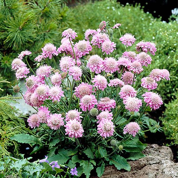 Scabiosa Plants - Pink Diamond