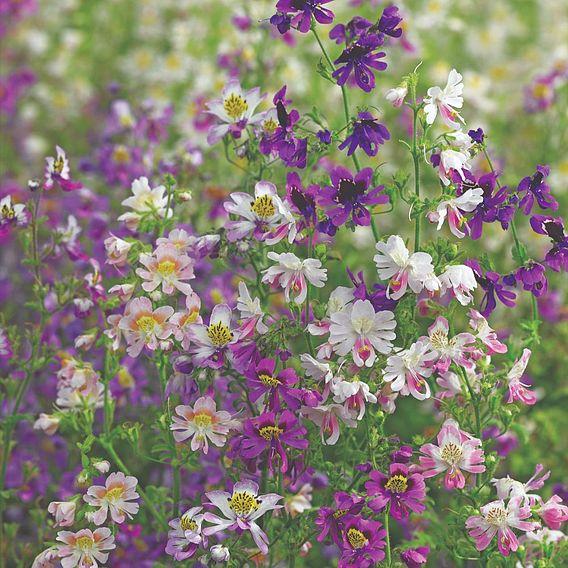 Schizanthus pinnatus 'Angel Wings' - Seeds