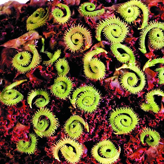 Scorpiurus muricatus 'Caterpillar Plant (Mix)' - Seeds
