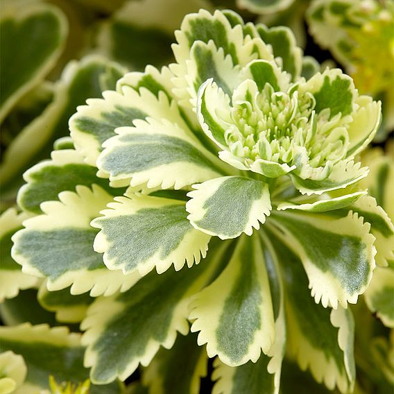 Sedum takesimense 'Atlantis'