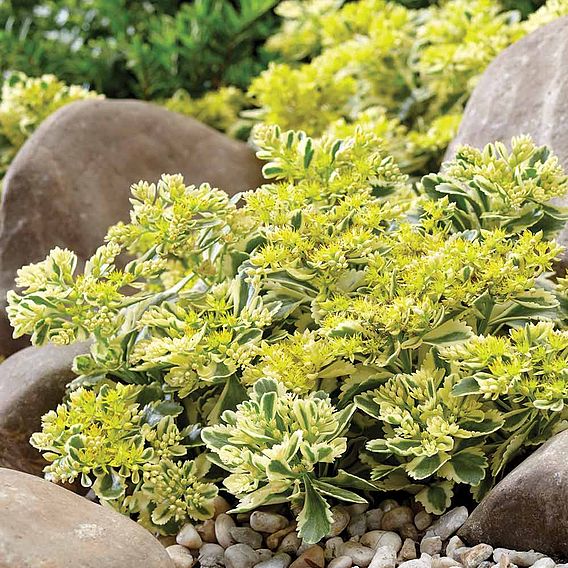 Sedum takesimense 'Atlantis'