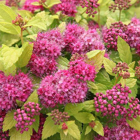 Spiraea japonica 'Double Play Gold'