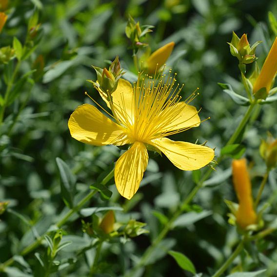 St John's Wort Seeds - Healing Balm