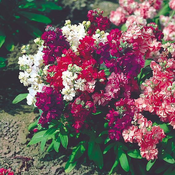 Stock 'Sweetly Scented Mix' - Seeds