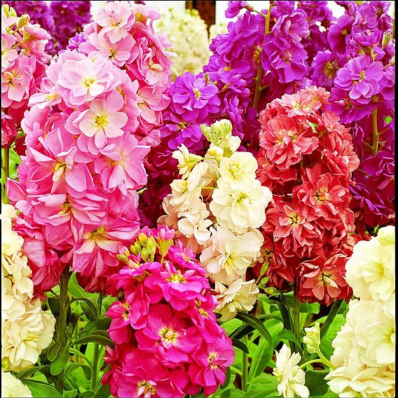 Stock Seeds - Fragrant Bedding Mix