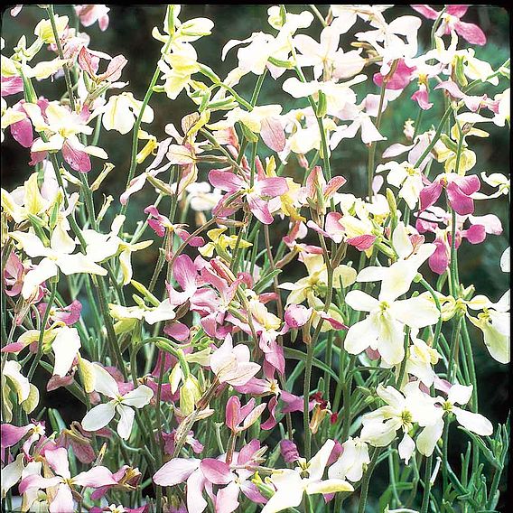 Night Scented Stock Seeds - Evening Fragrance