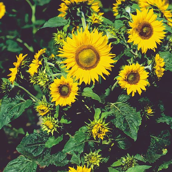 Sunflower 'Collection' - Seeds