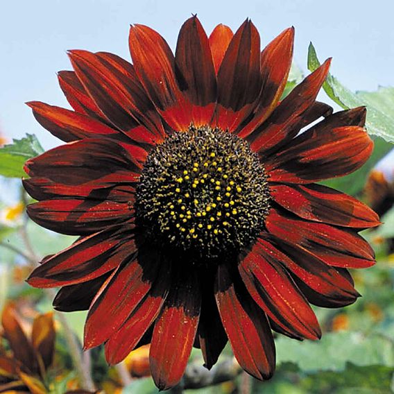 Sunflower 'Ruby Sunset' - Seeds